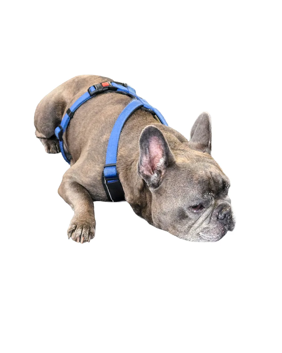Jarvis — Bürohund bei KFZ-Voll-Service München
